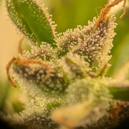 Ananas Express + Amnesia (Auto, Outdoor)