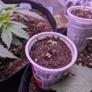 Ananas Express + Amnesia (Auto, Outdoor)