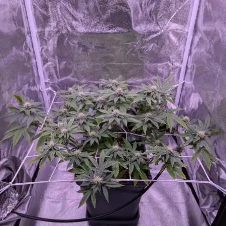 grow001_theo_rehtisch