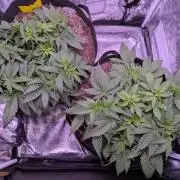 Gelato #45 + Critical Kush Indoor 60x60
