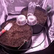 GMO Fast+Gelato #45+WeWillSee-Seed ;-)