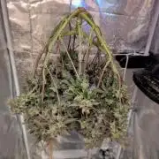 grow001_theo_rehtisch