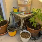 Ananas Express + Amnesia (Auto, Outdoor)