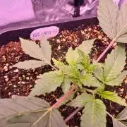 GMO Fast -  Gelato #45 - Critical Kush