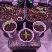 GMO Fast -  Gelato #45 - Critical Kush