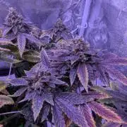 grow001_theo_rehtisch