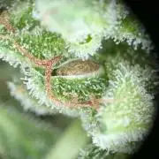 Ananas Express + Amnesia (Auto, Outdoor)