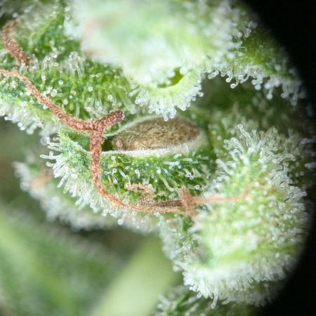 Ananas Express + Amnesia (Auto, Outdoor)