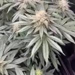 Grow 1