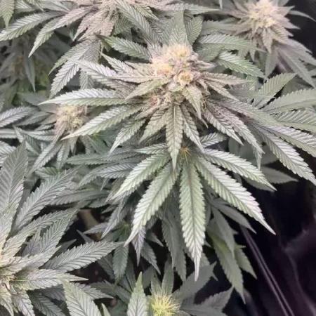 Grow 1