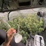 FIRST DWC grow