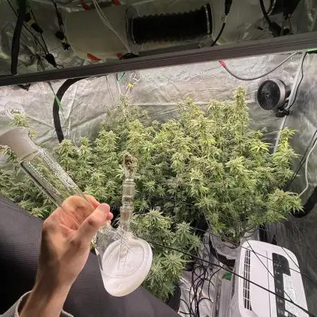 FIRST DWC grow
