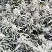 FastGrow