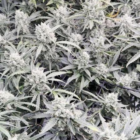 FastGrow