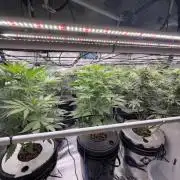FastGrow