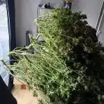 (01.05.2025)DWC