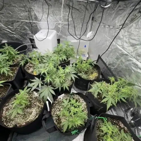 (25.06.2025)My first Auto Coco grow