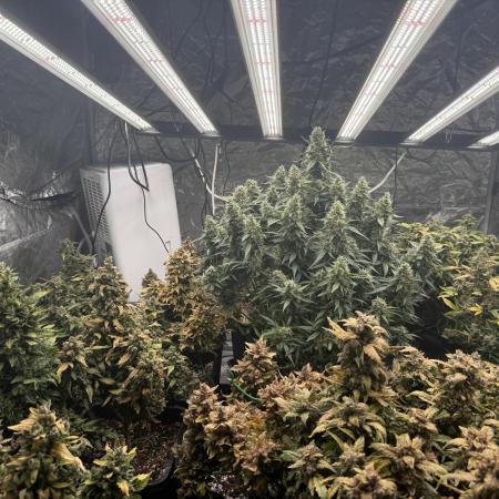 (25.06.2025)My first Auto Coco grow