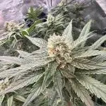 My biggest FIRST DWC grow