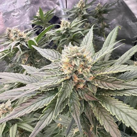 My biggest FIRST DWC grow