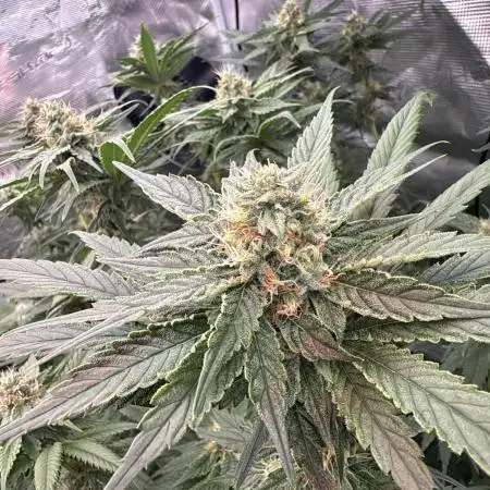 My biggest FIRST DWC grow