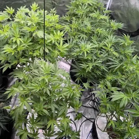 My biggest grow