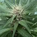 Erster Grow