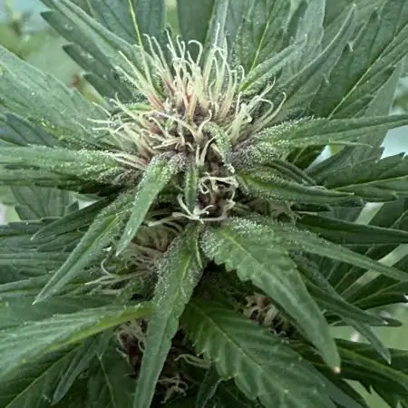 Erster Grow