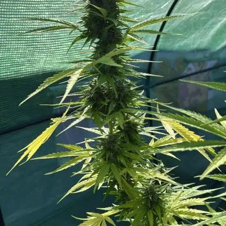 Erster Grow