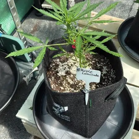Erster Grow