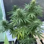 Erster Grow
