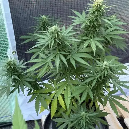 Erster Grow
