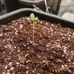 420 Gorilla Cookies auto/ auto-pot/ coco
