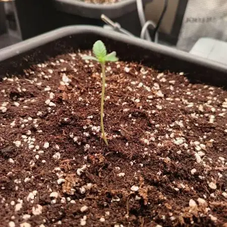 420 Gorilla Cookies auto/ auto-pot/ coco