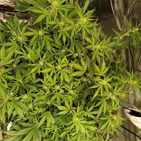 420 Gorilla Cookies