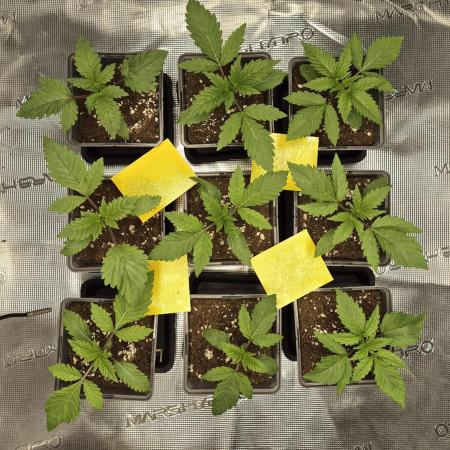 Fx3, Pink Milk & Limonario