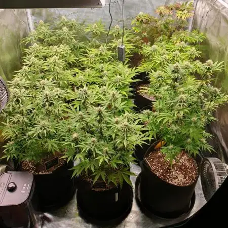 1st grow - Humboldt Seed Company