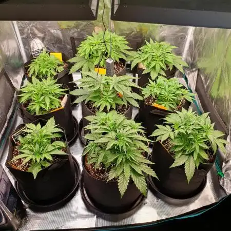 1st grow - Humboldt