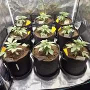 Fx3, Pink Milk & Limonario