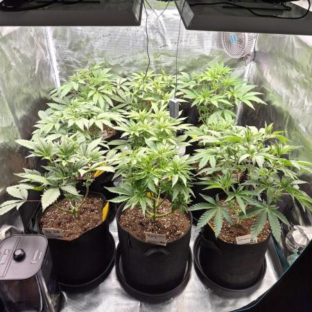 Fx3, Pink Milk & Limonario