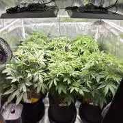 Fx3, Pink Milk & Limonario