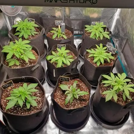 1st grow - Humboldt