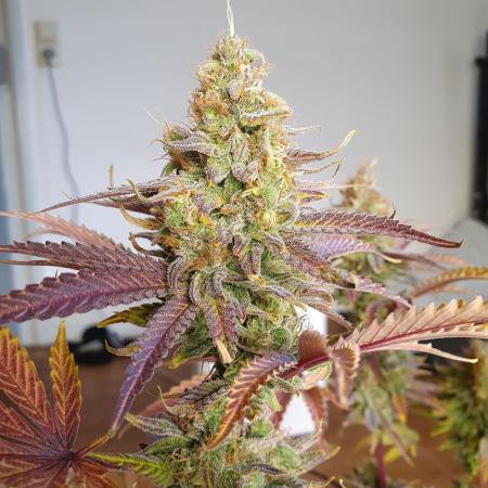 1st grow - Humboldt Seed Company