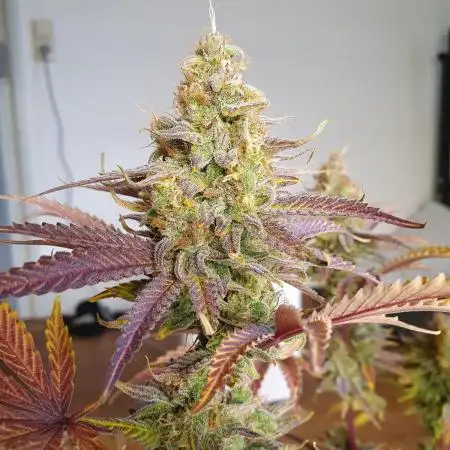 1st grow - Humboldt Seed Company