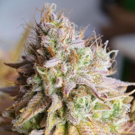 1st grow - Humboldt Seed Company