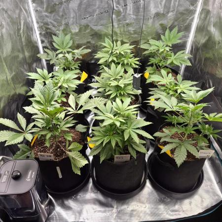 Fx3, Pink Milk & Limonario