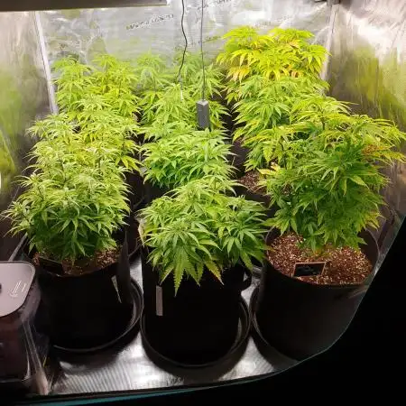 1st grow - Humboldt