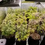 1st grow - Humboldt Seed Company