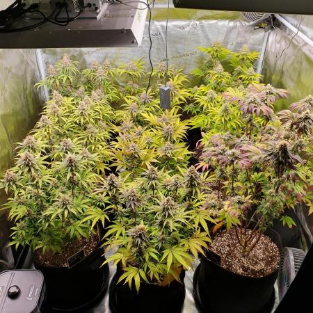 1st grow - Humboldt Seed Company