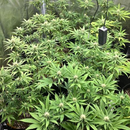 1st grow - Humboldt Seed Company